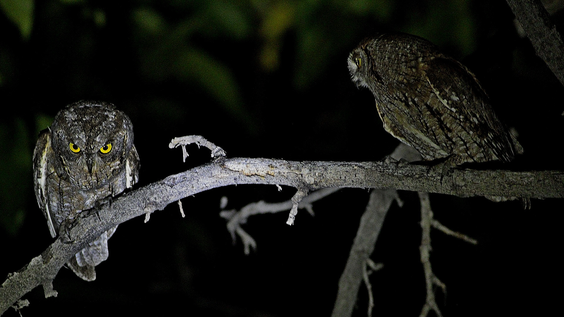 Eurasian Scops-Owl