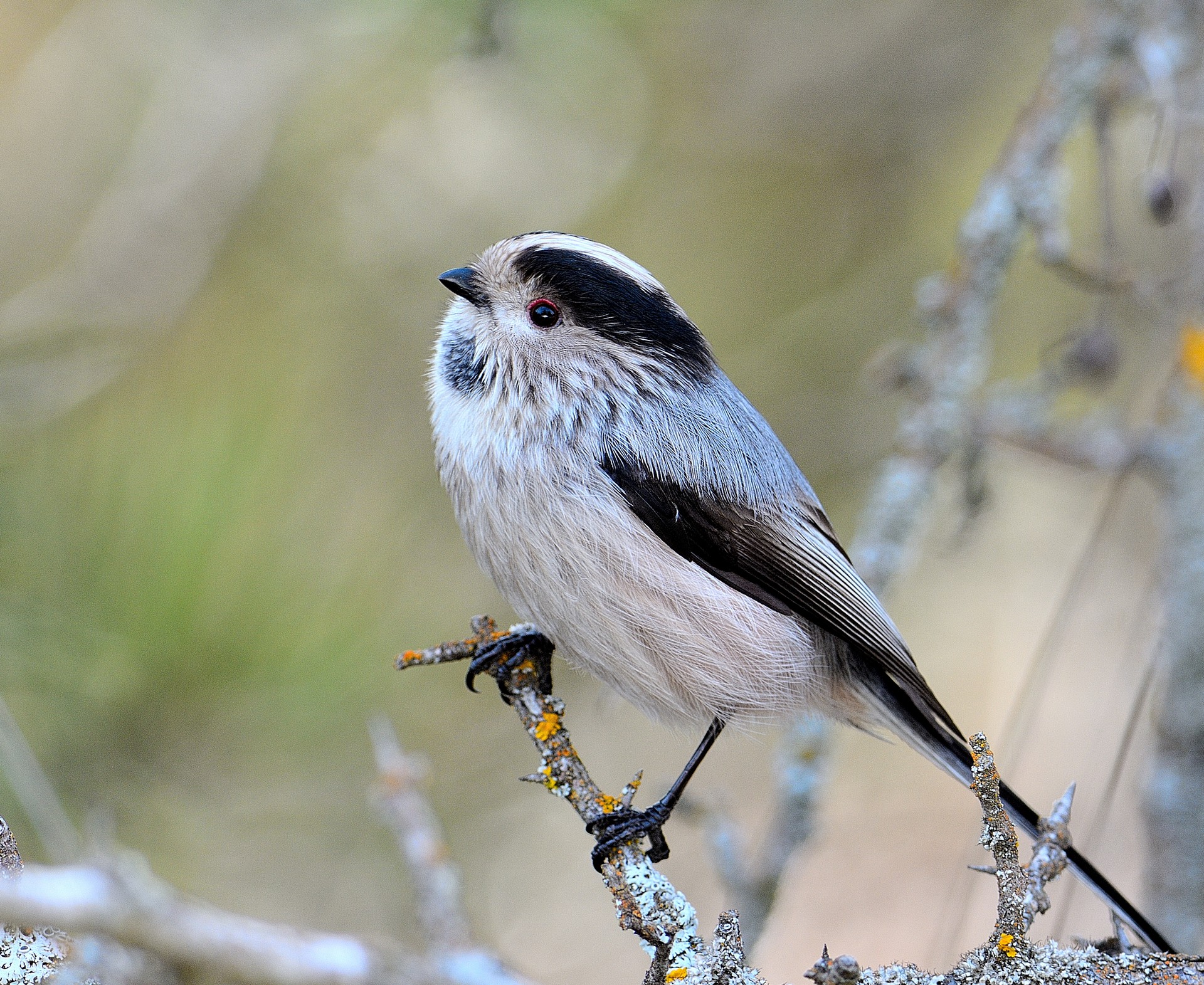 Long-tailed Tit