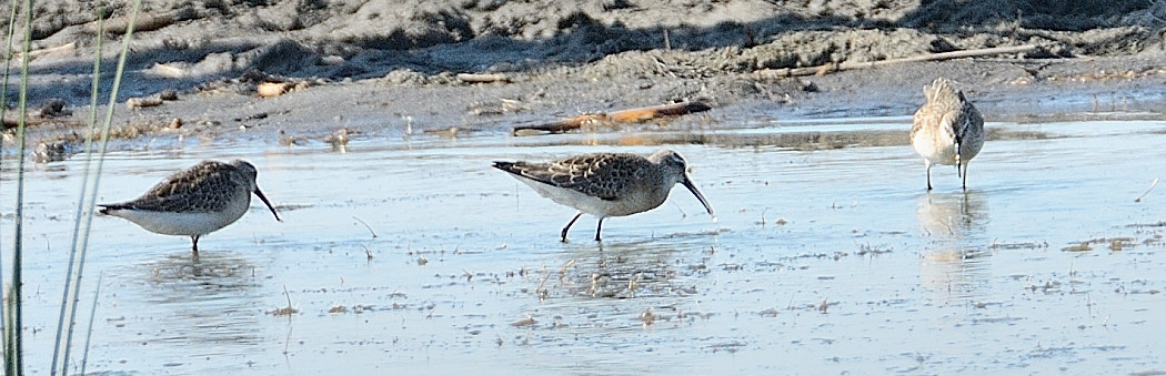 Curlew Sandpiper