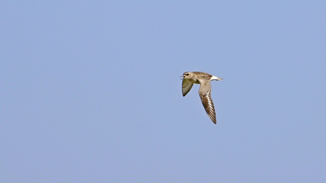 Black-bellied Plover