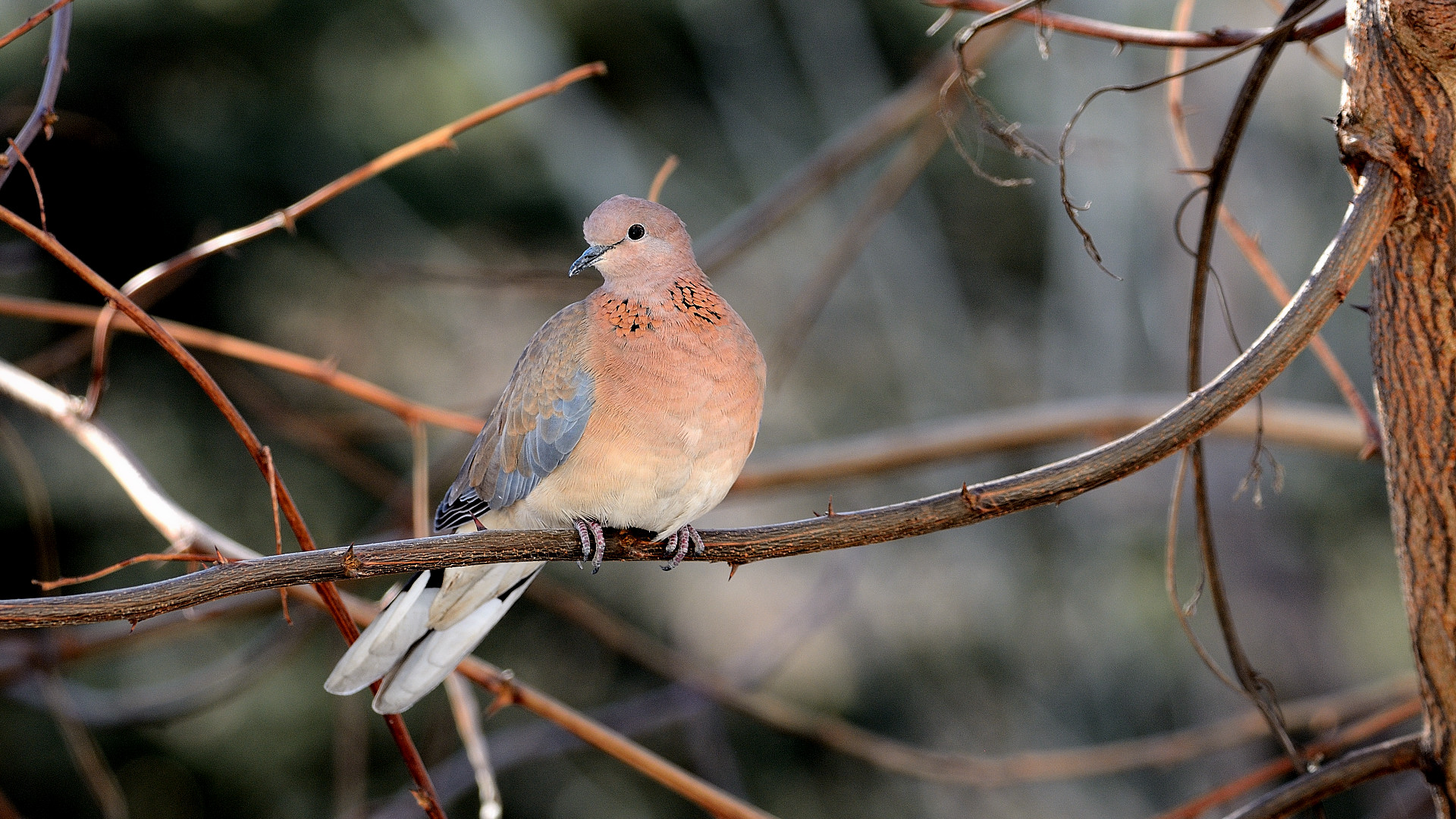 Laughing Dove