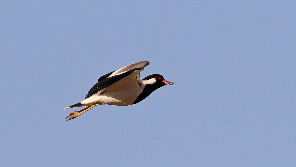 Red-wattled Lapwing