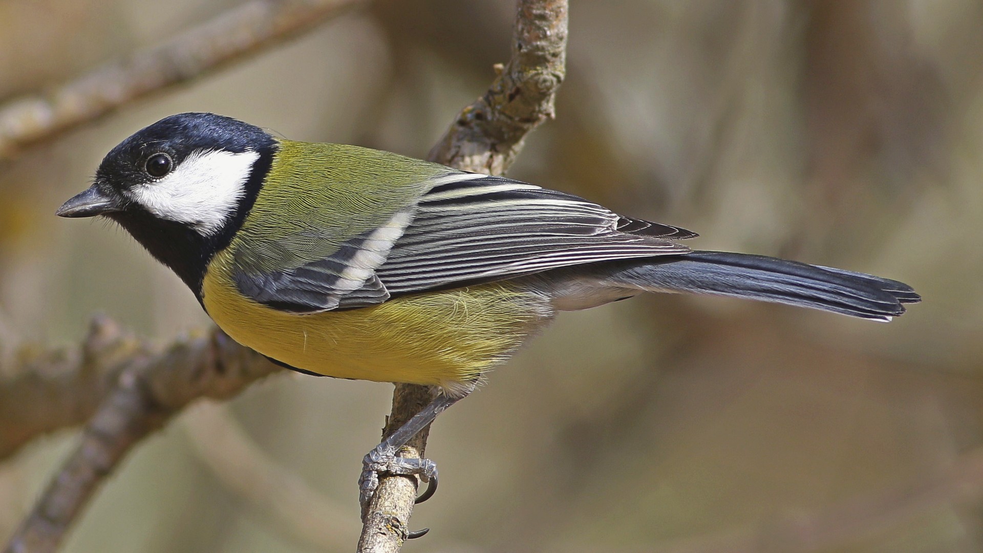 Great Tit