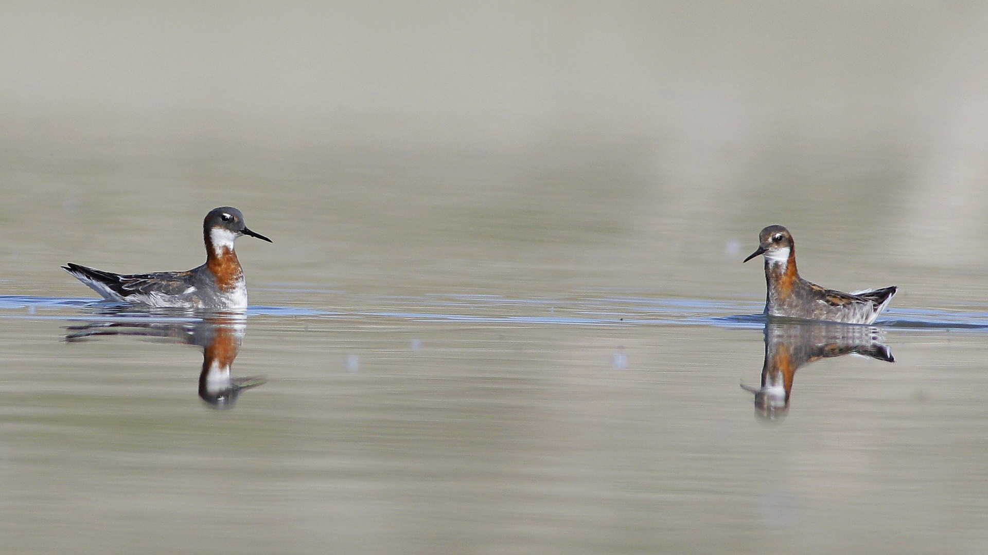 Red-necked Phalarope — Ana fotoğraf