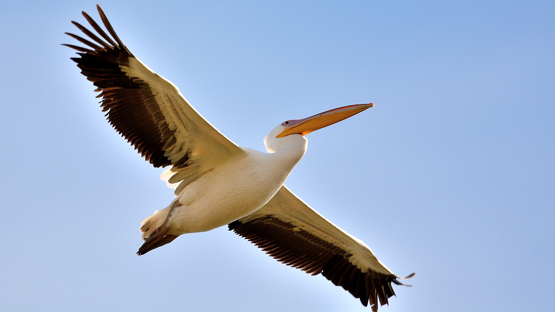 Great White Pelican