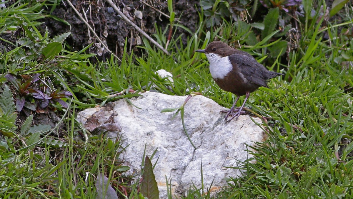 White-throated Dipper