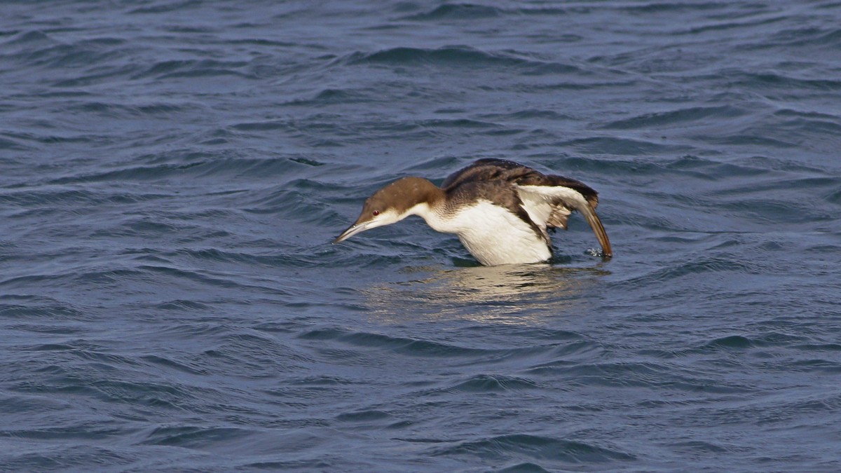 Arctic Loon