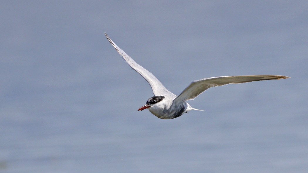 Whiskered Tern