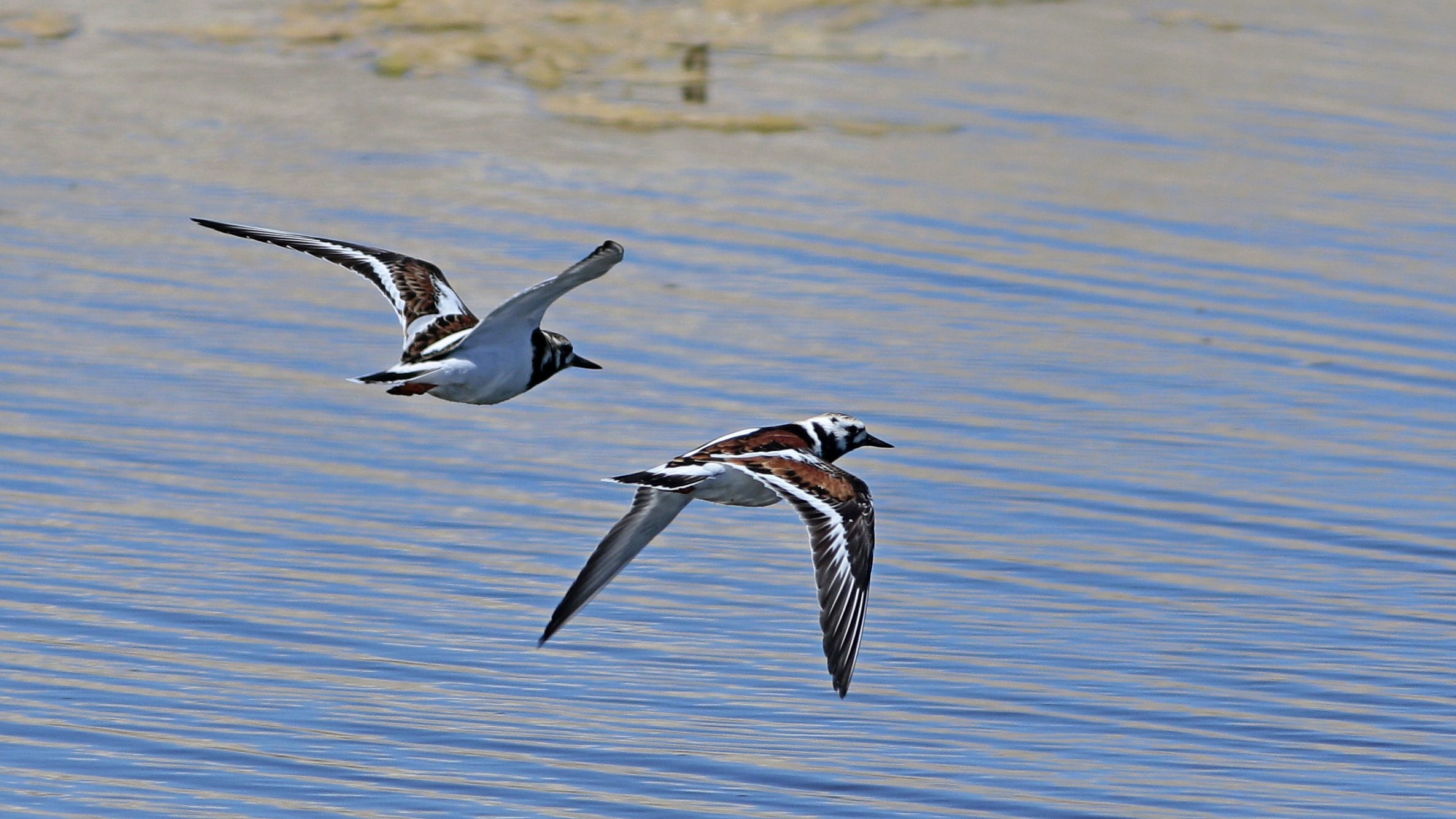Ruddy Turnstone