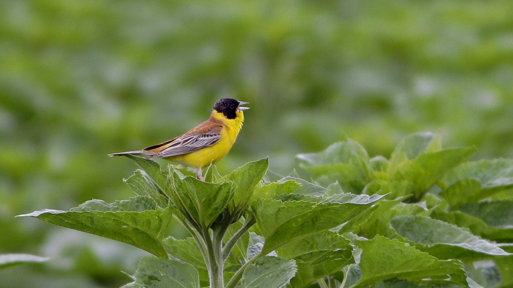 Black-headed Bunting