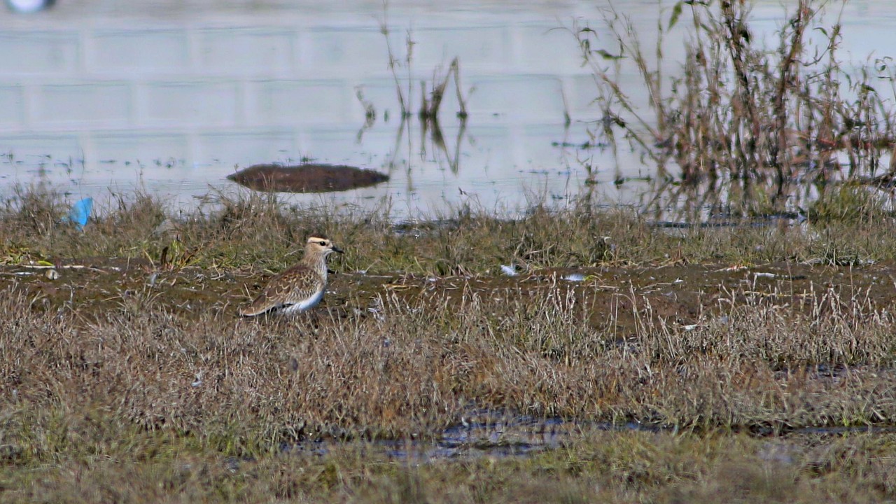 Sociable Lapwing