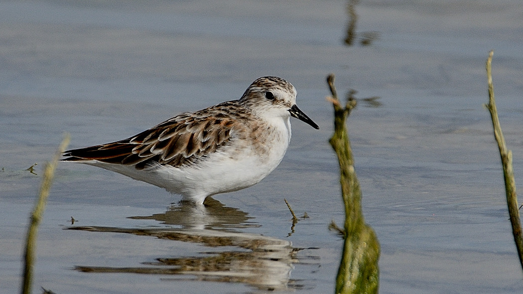 Little Stint