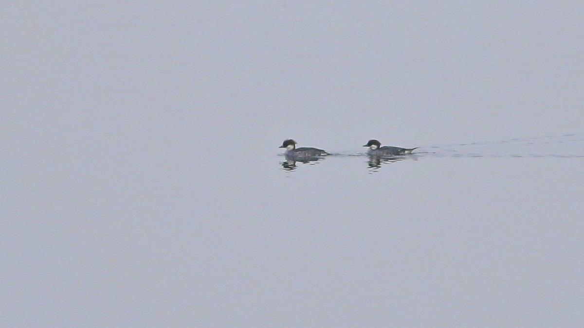 Smew