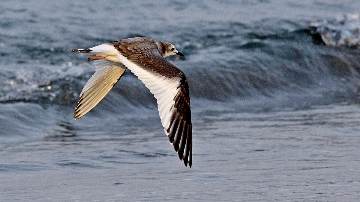 Sabine's Gull