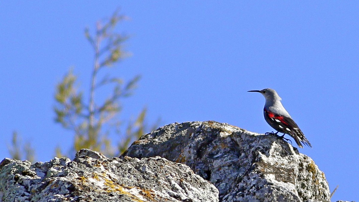 Wallcreeper