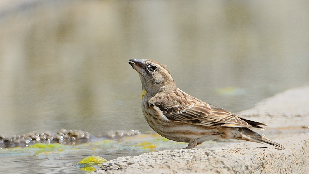 Rock Sparrow
