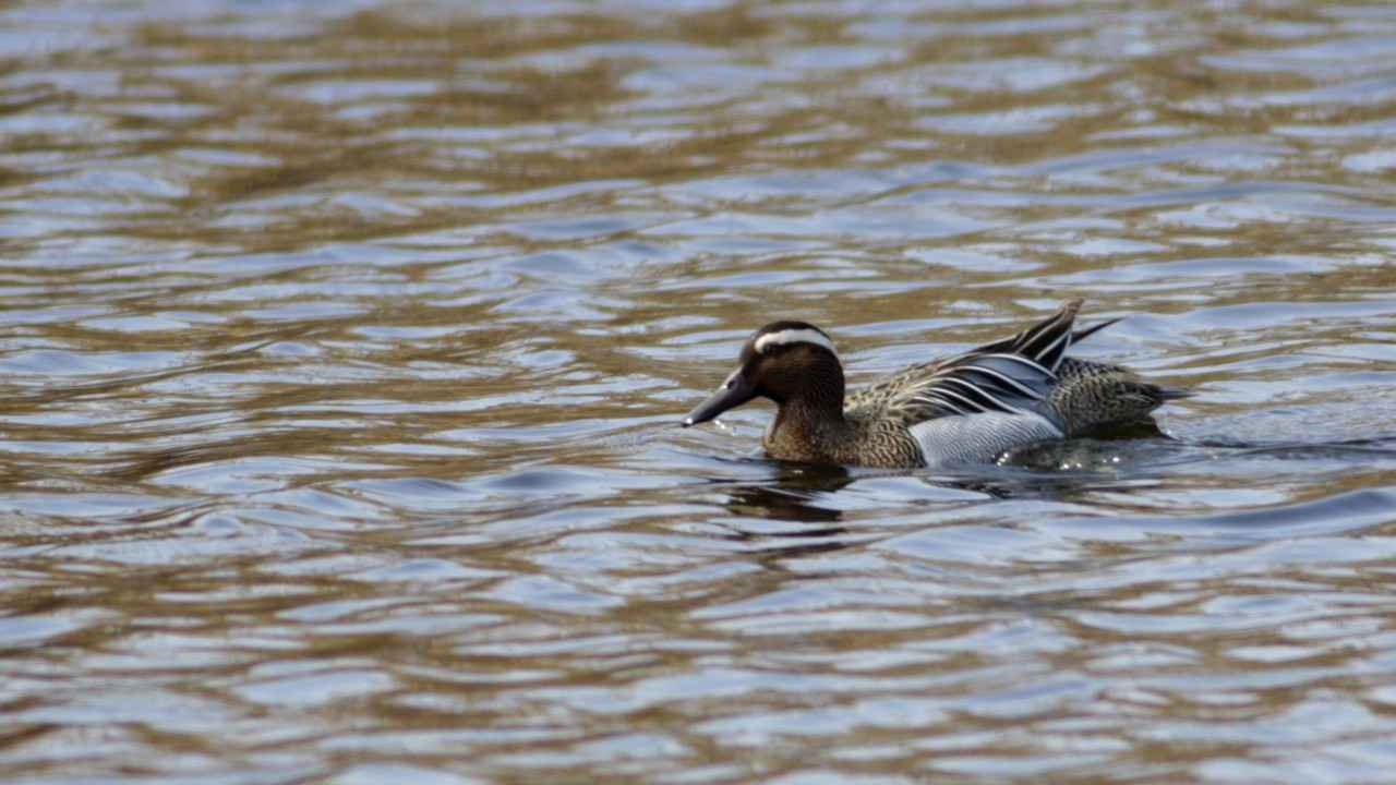 Garganey