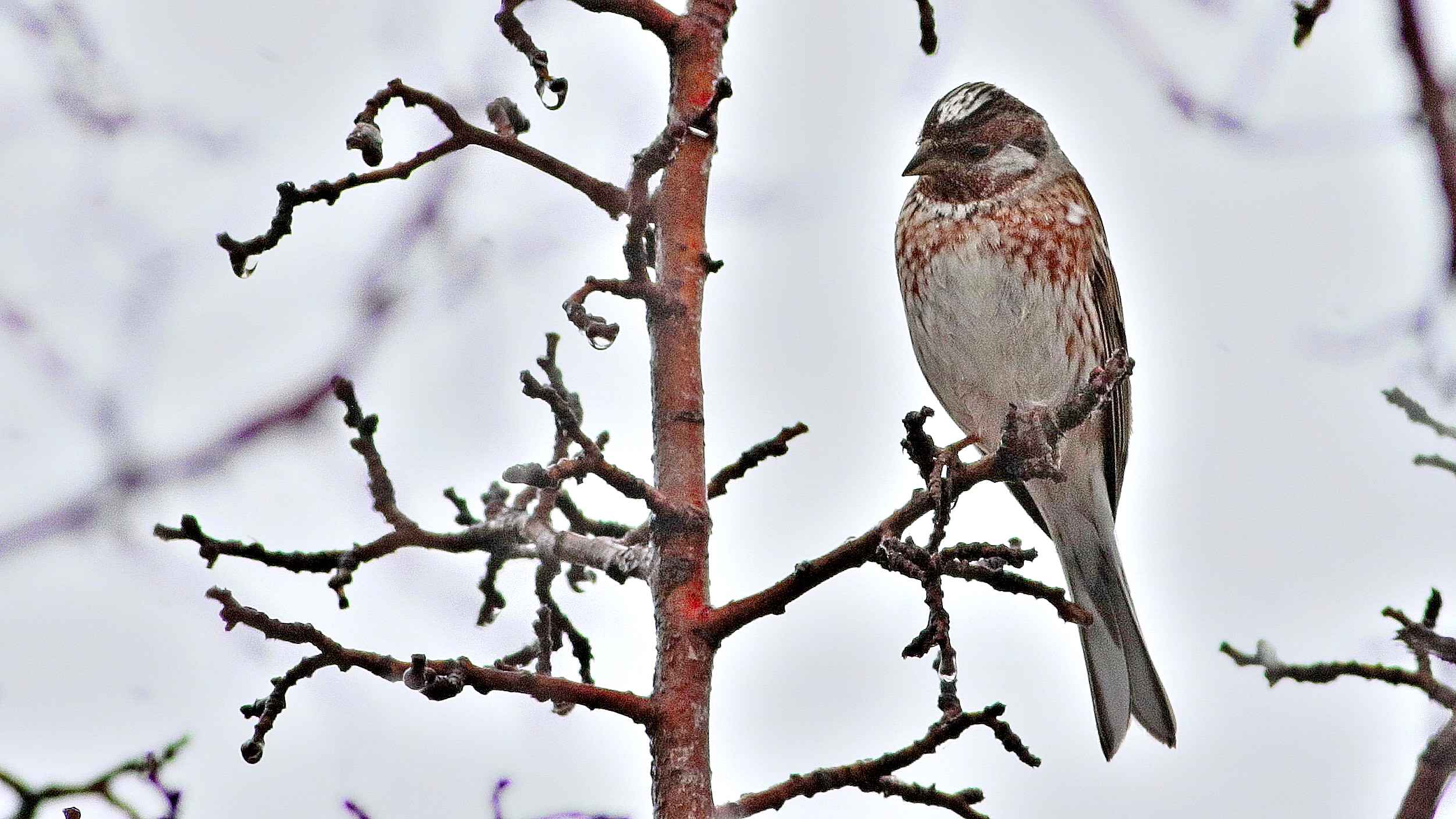 Pine Bunting