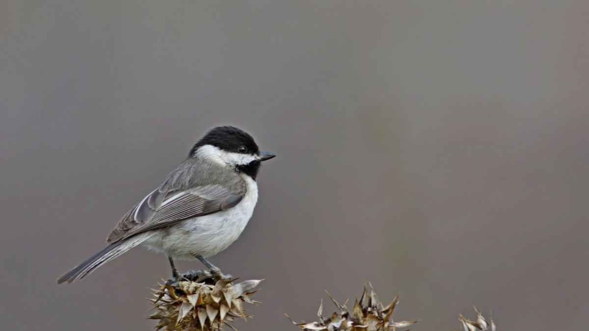 Sombre Tit
