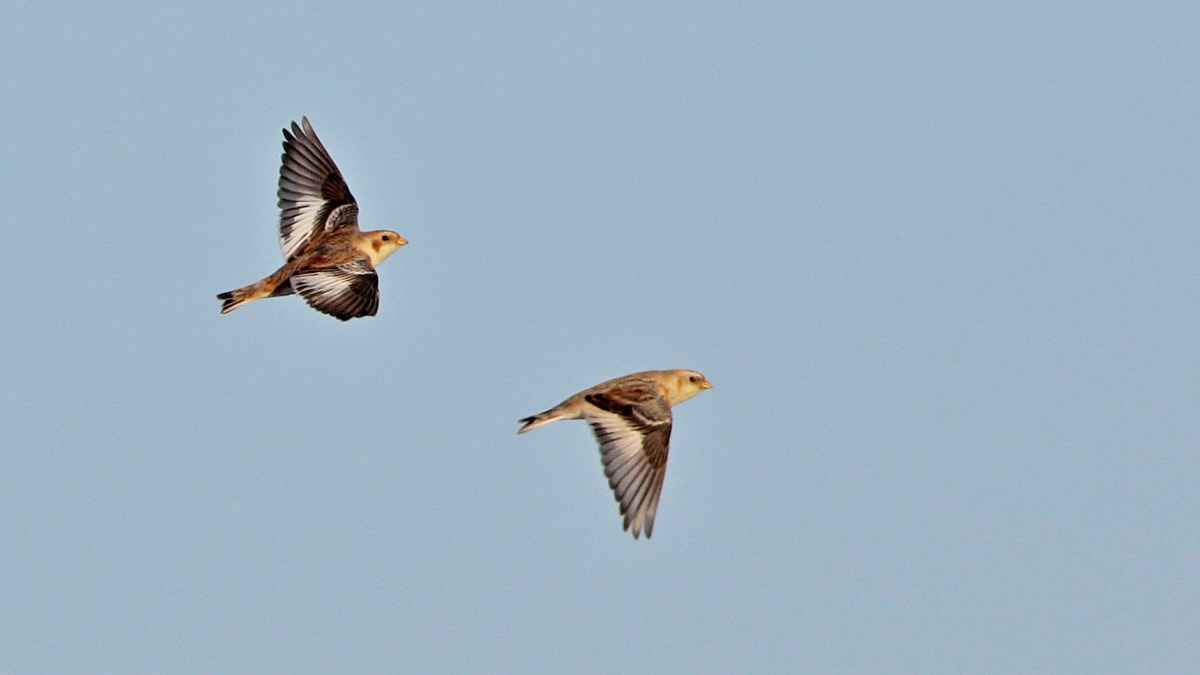 Snow Bunting