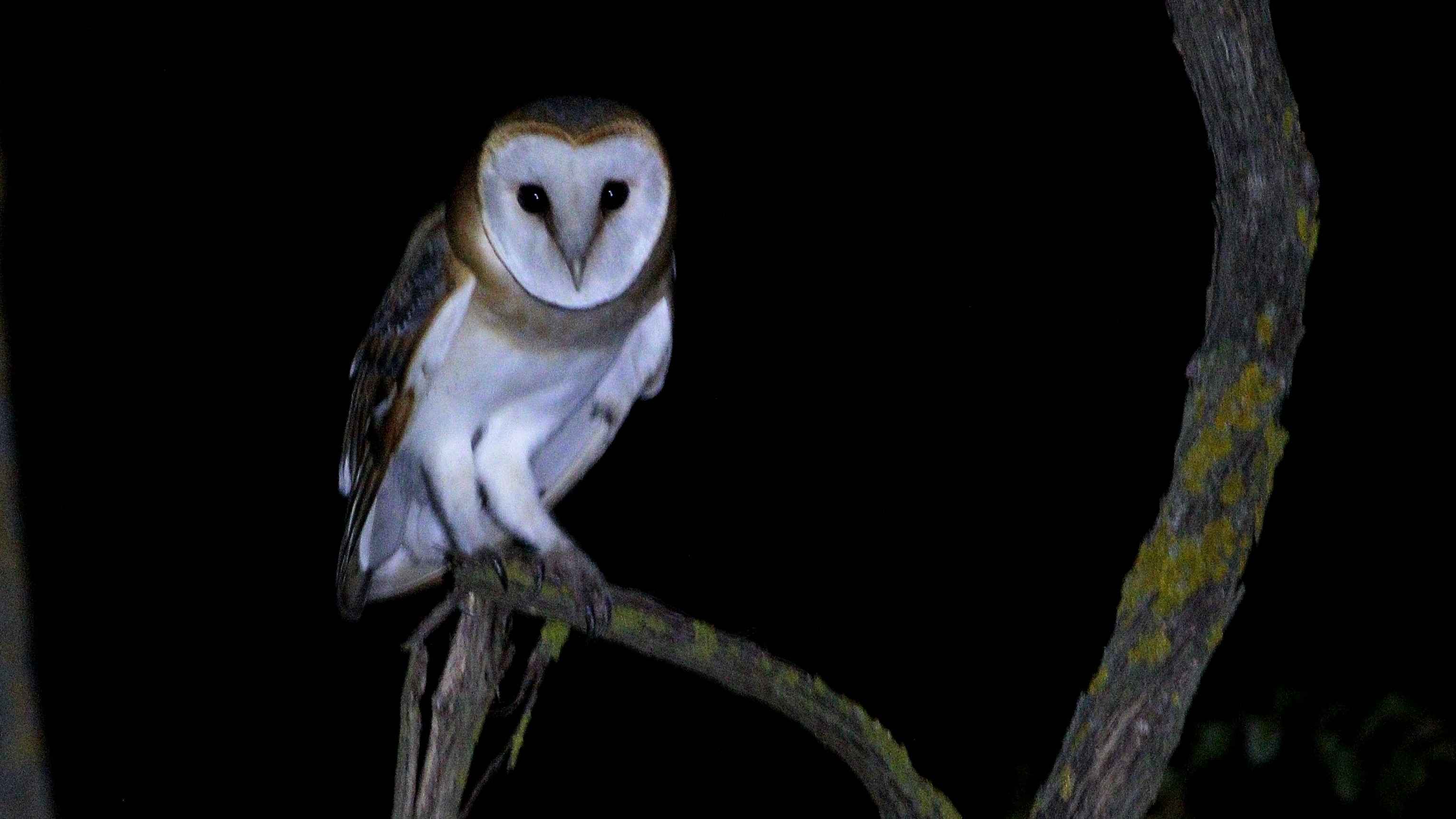 Barn Owl
