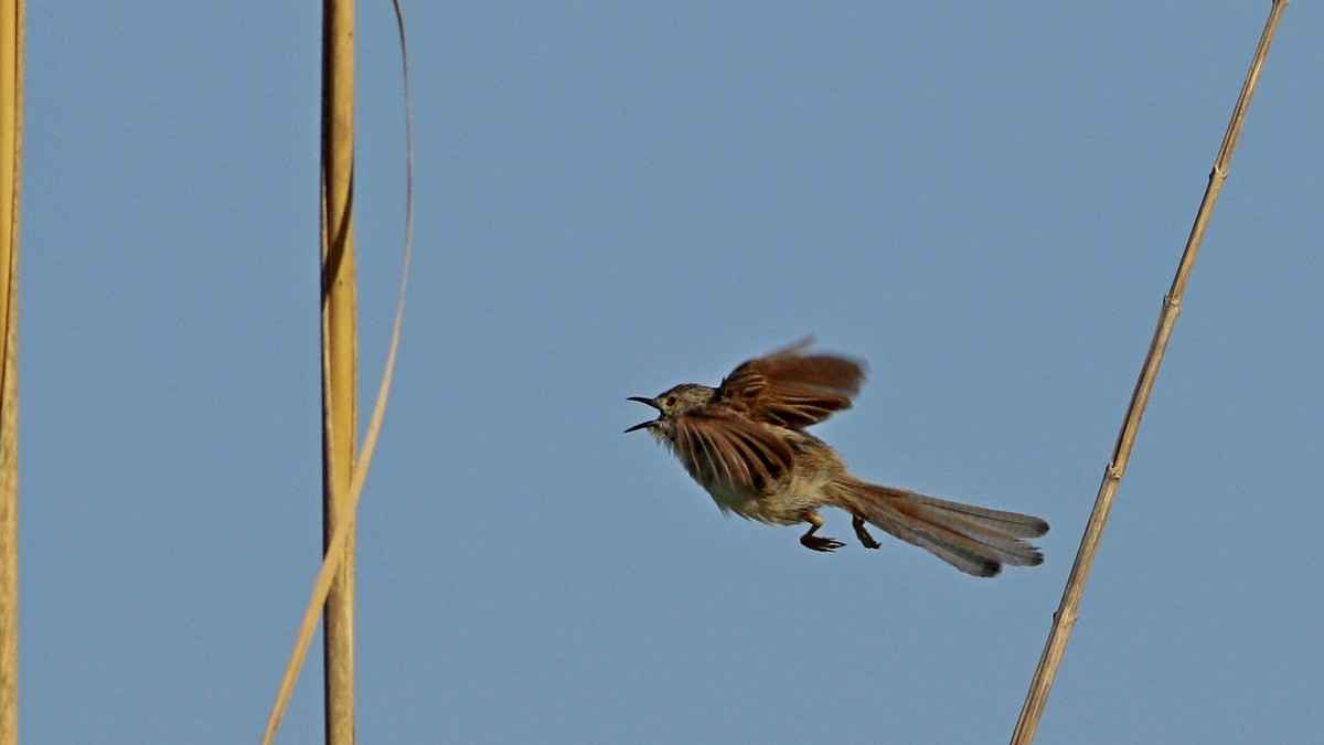 Graceful Prinia