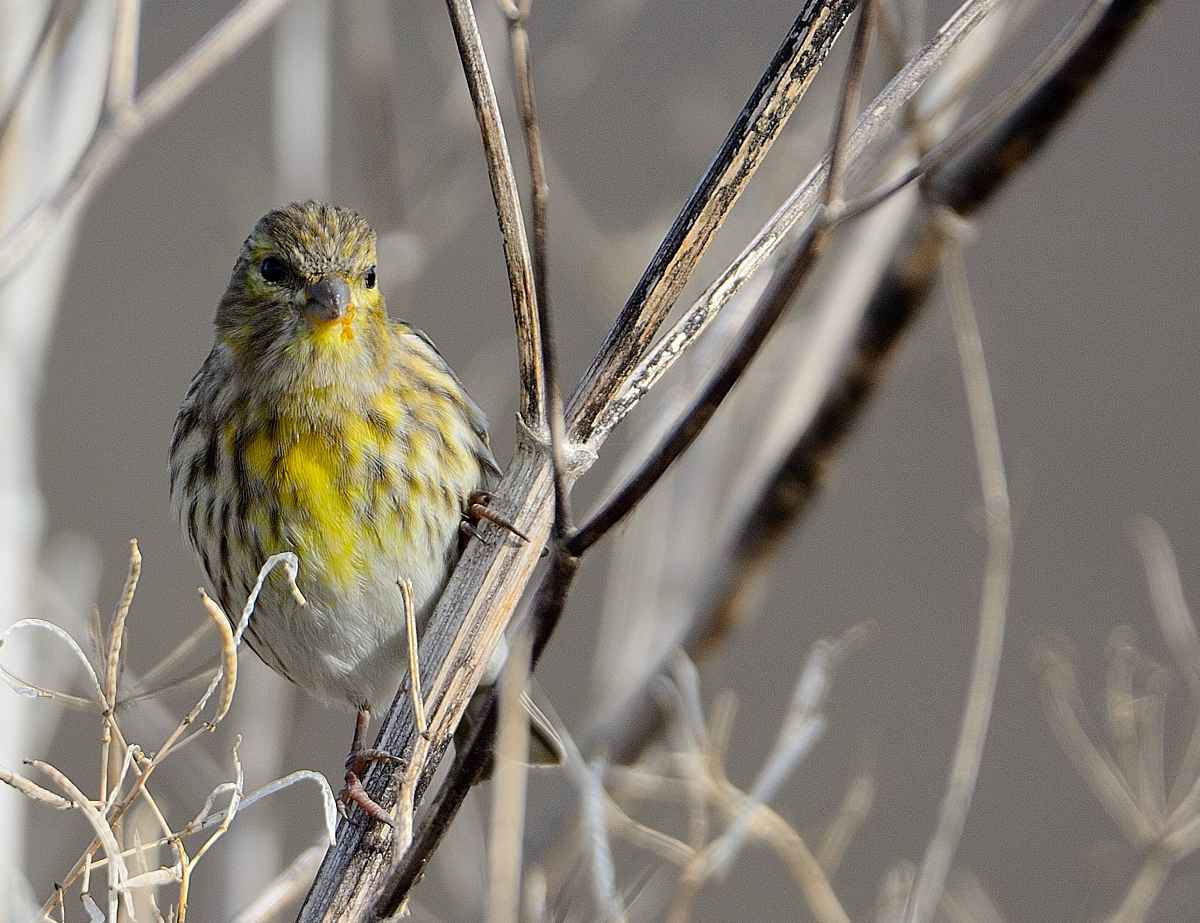 European Serin