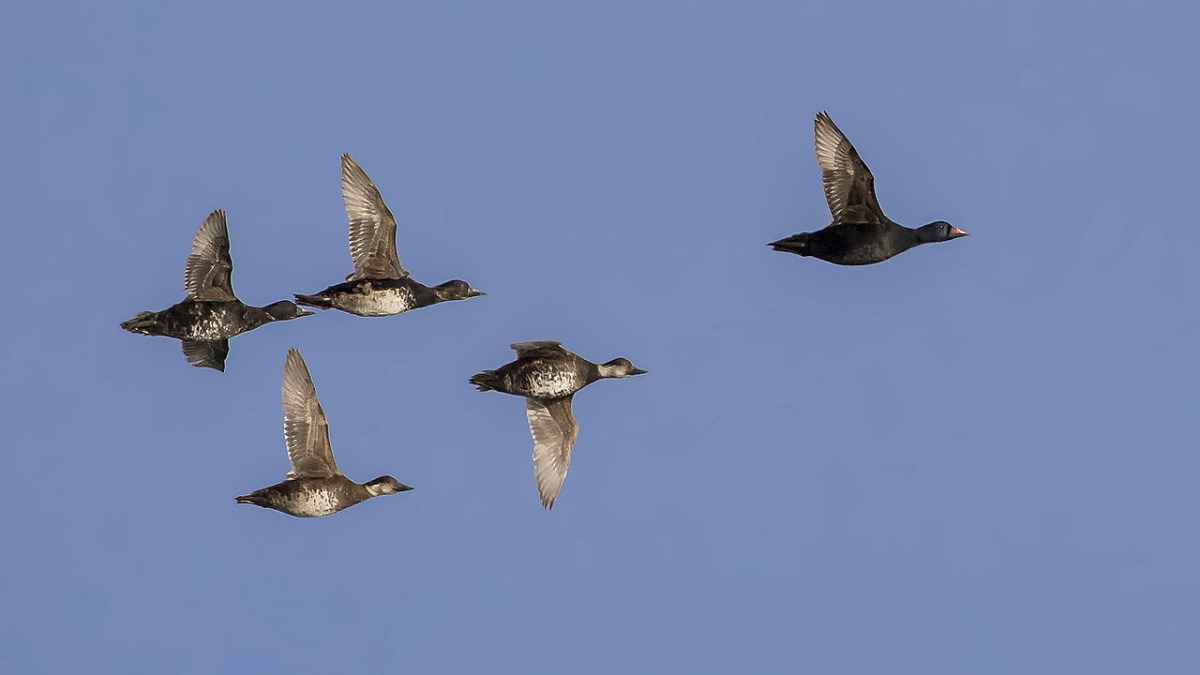 Common Scoter