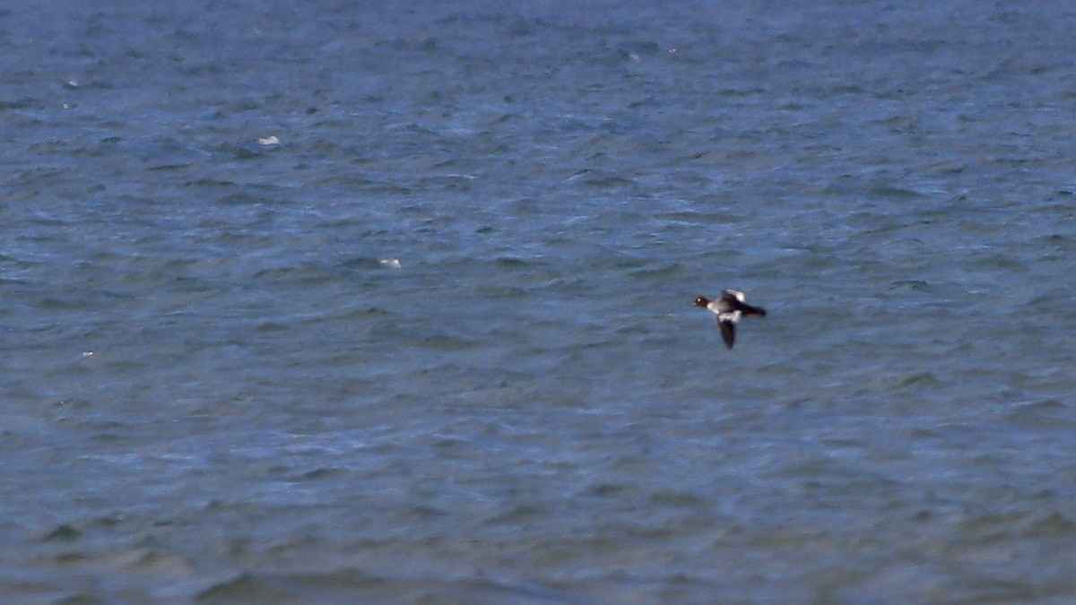 Common Goldeneye