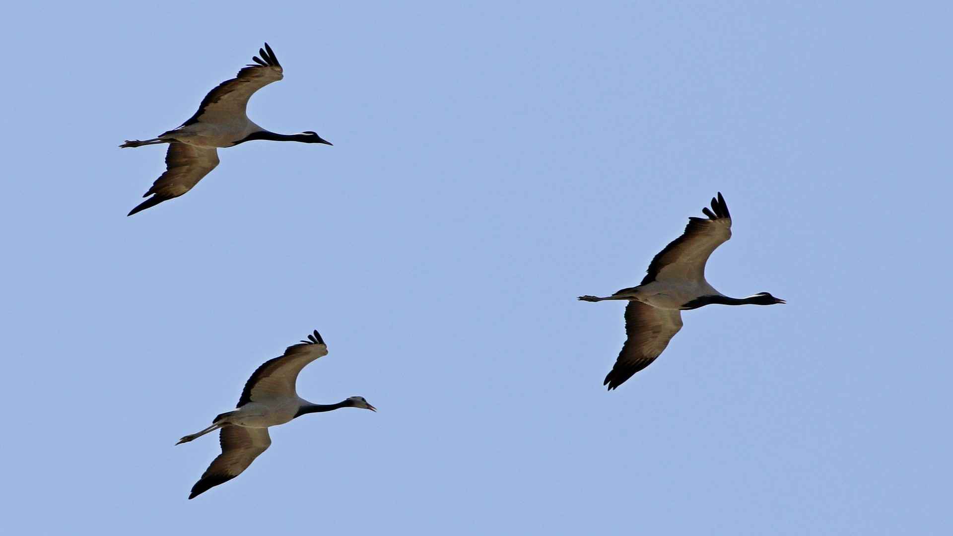 Demoiselle Crane