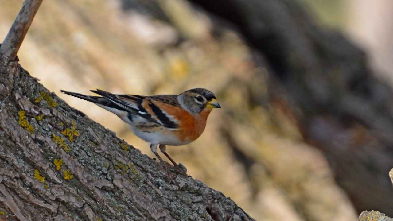 Brambling