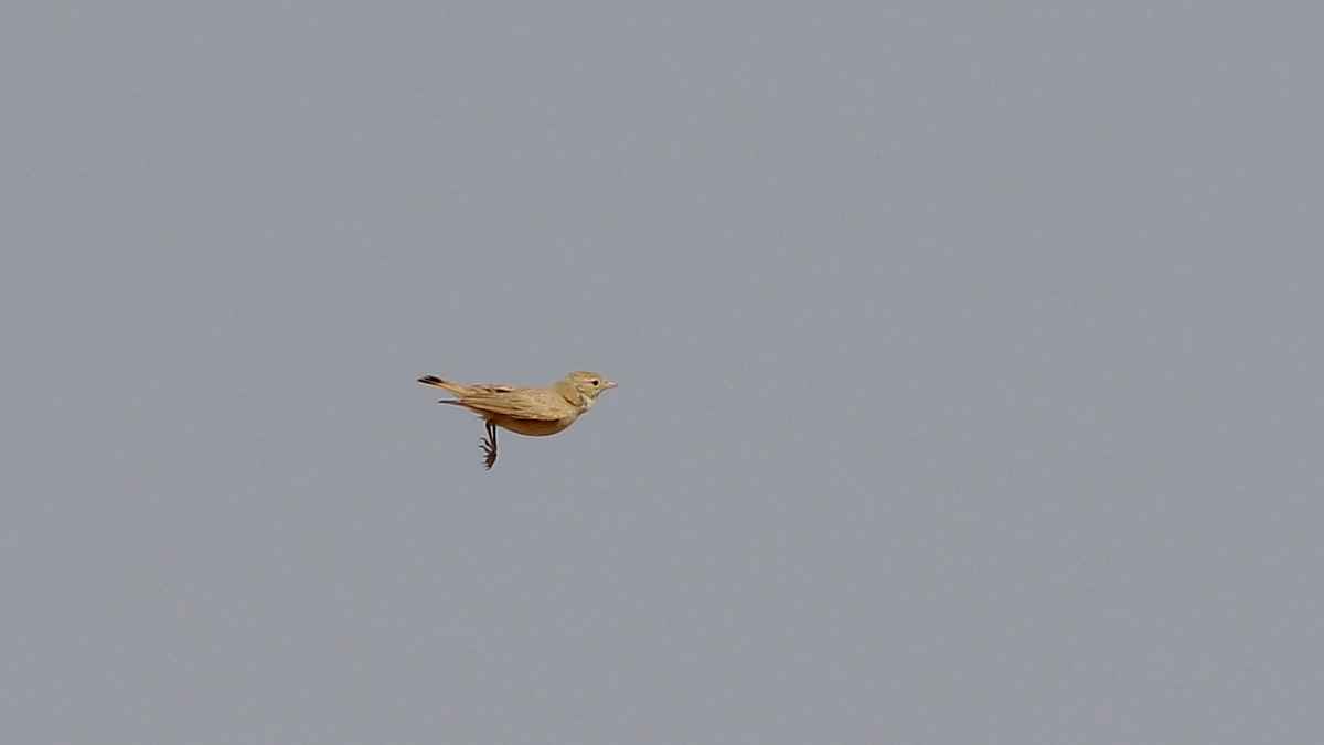 Bar-tailed Lark