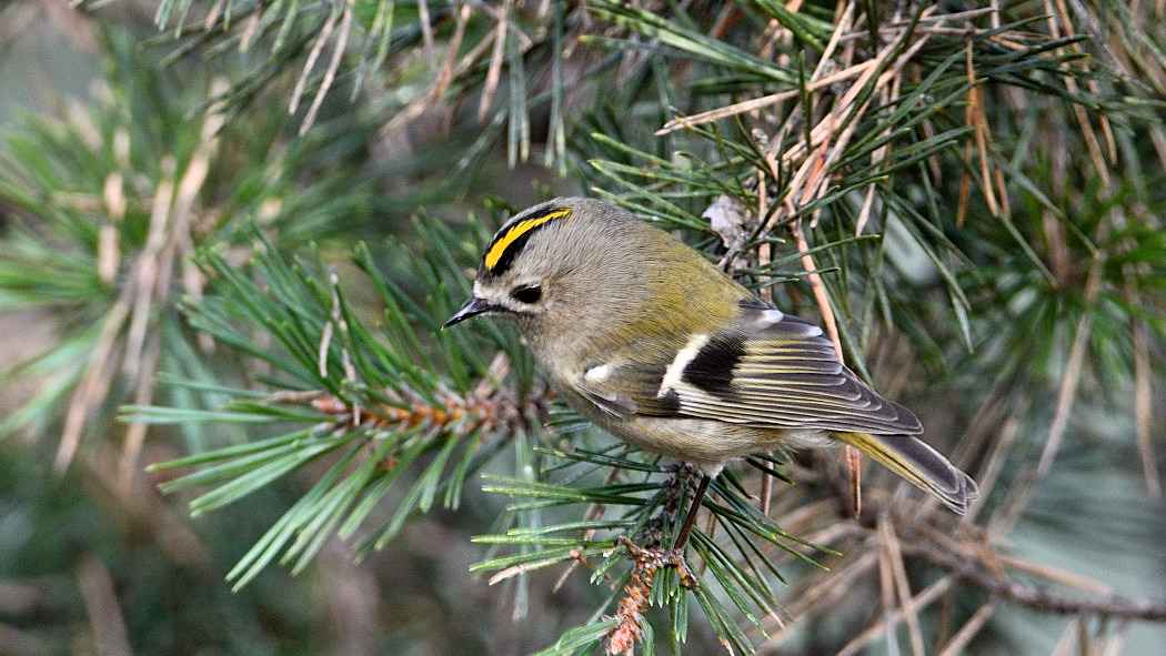 Goldcrest