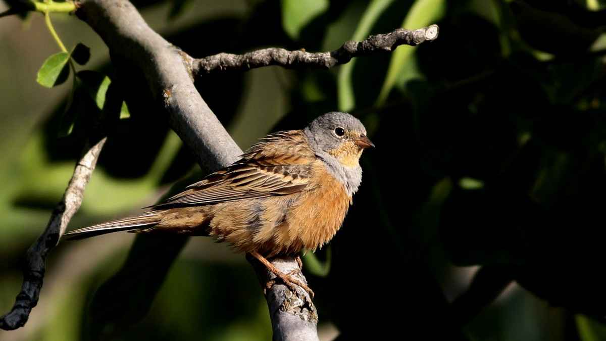 Cretzschmar's Bunting