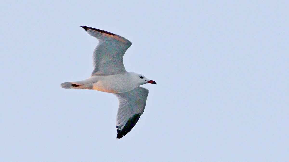 Audouin's Gull