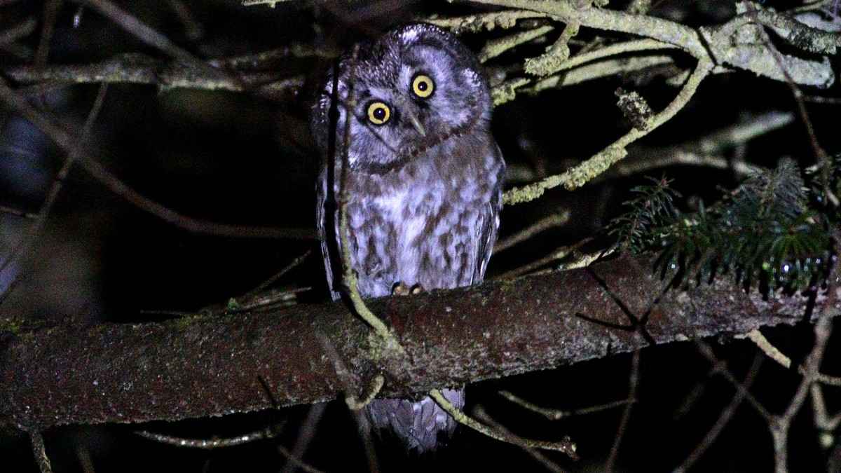 Boreal Owl