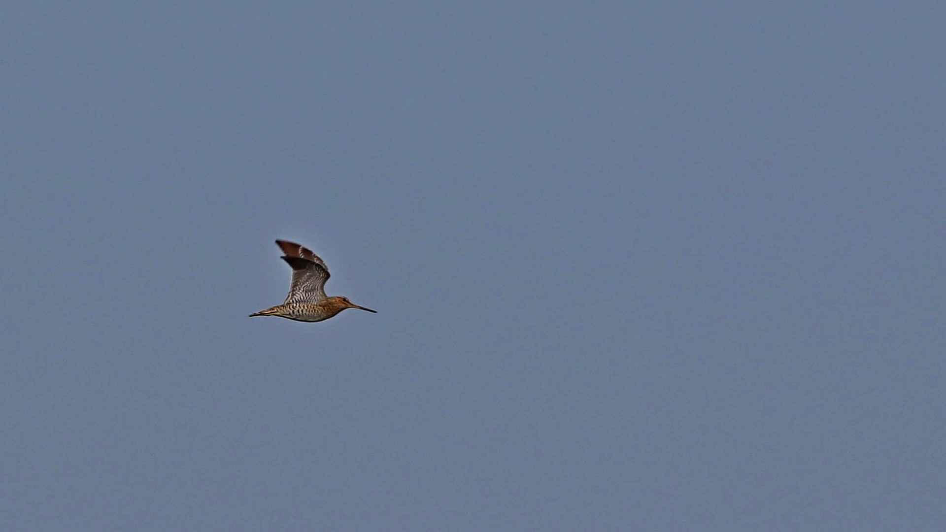 Great Snipe