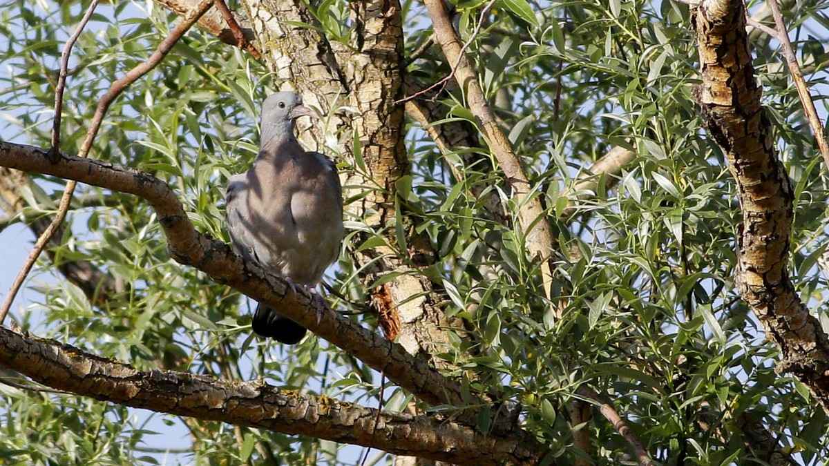 Common Wood-Pigeon