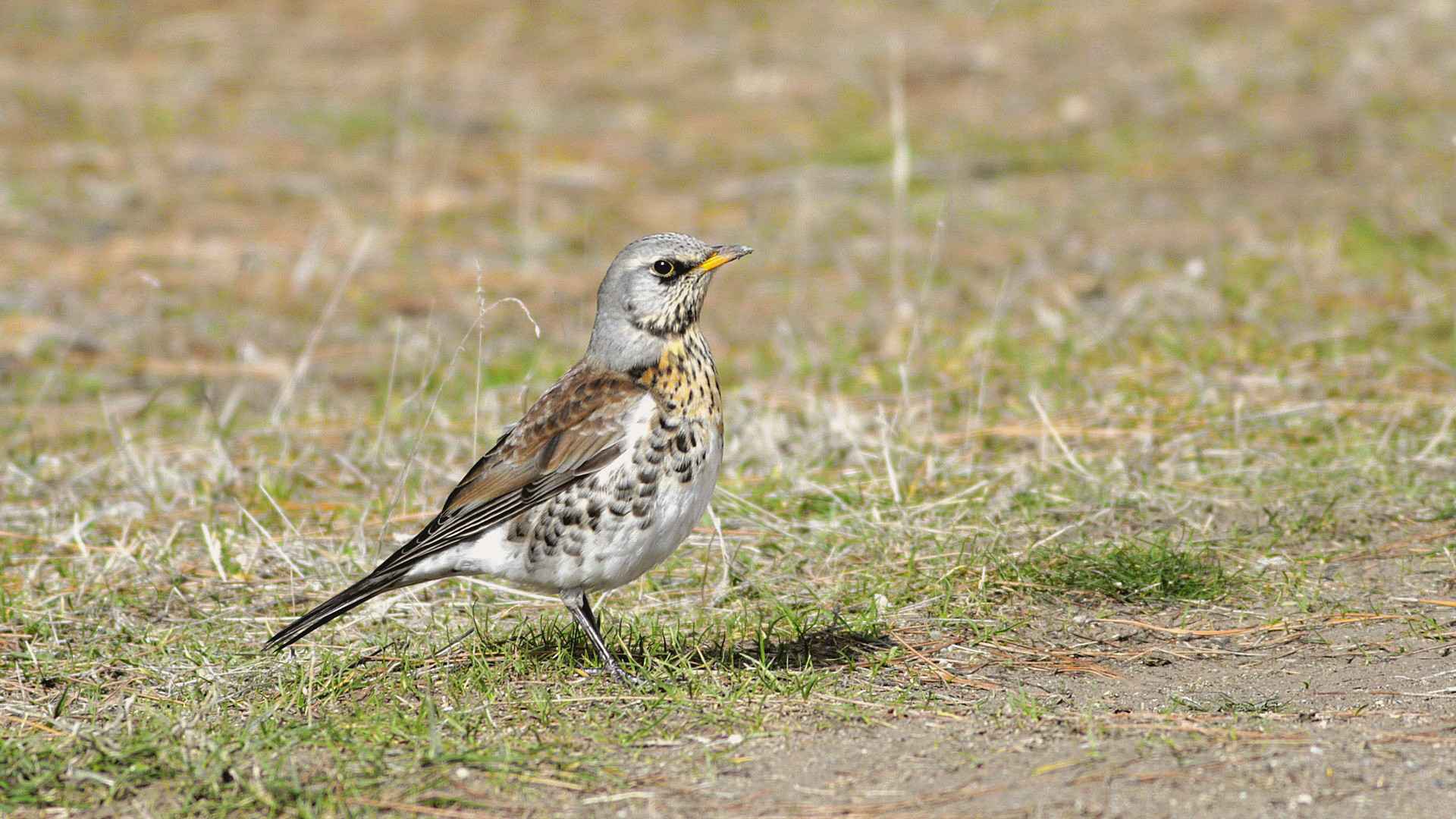 Fieldfare