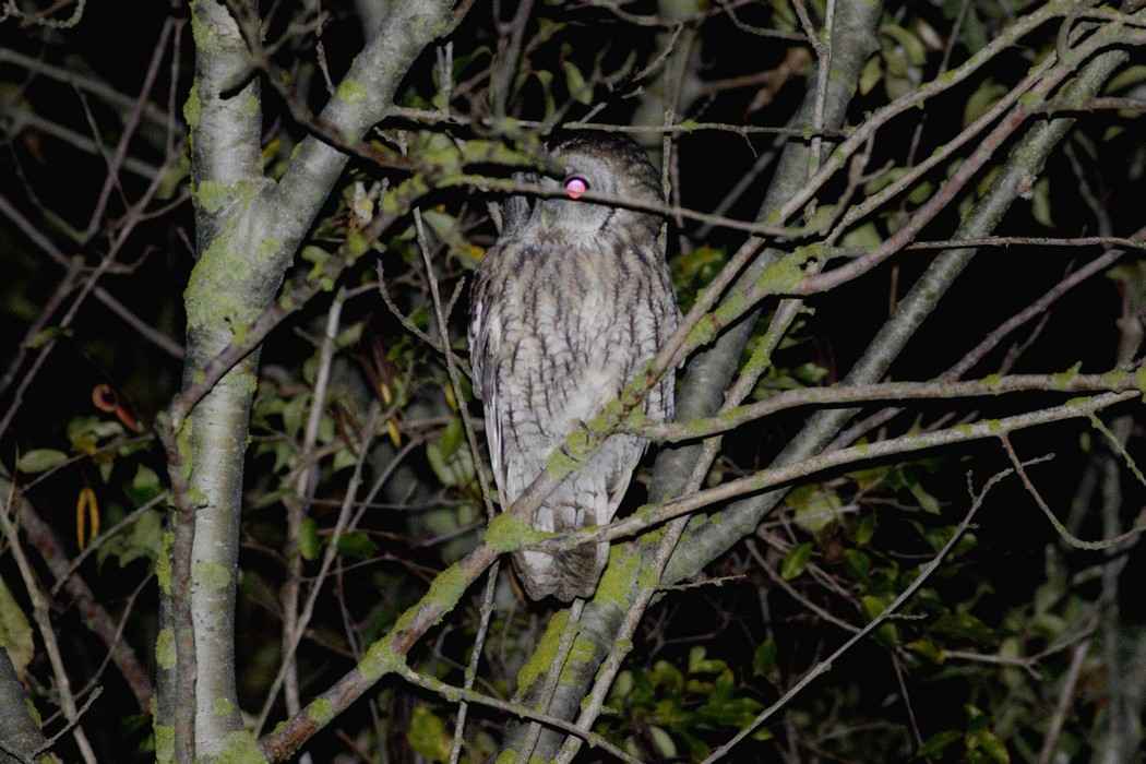Tawny Owl