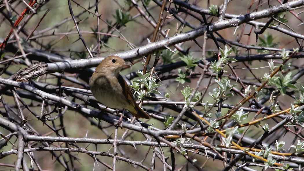 Thrush Nightingale