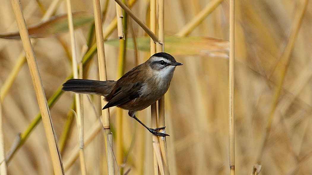Moustached Warbler