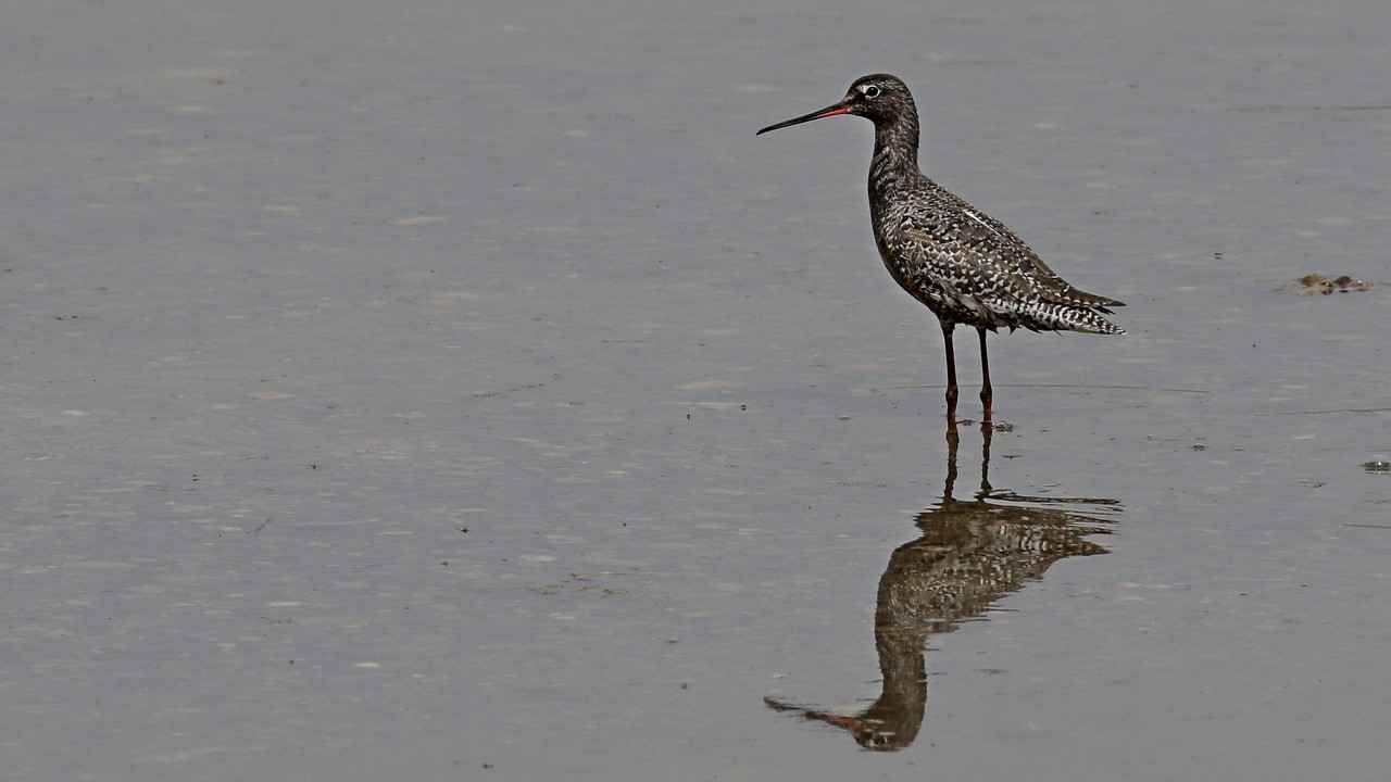 Spotted Redshank
