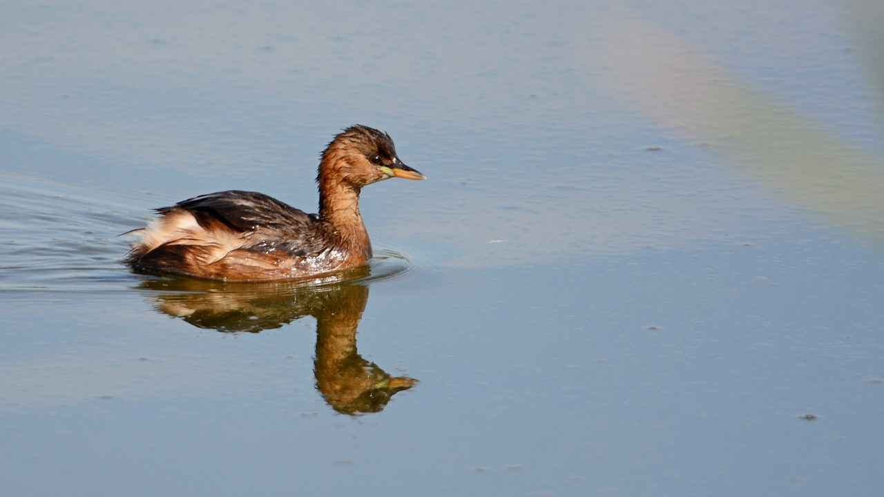 Little Grebe