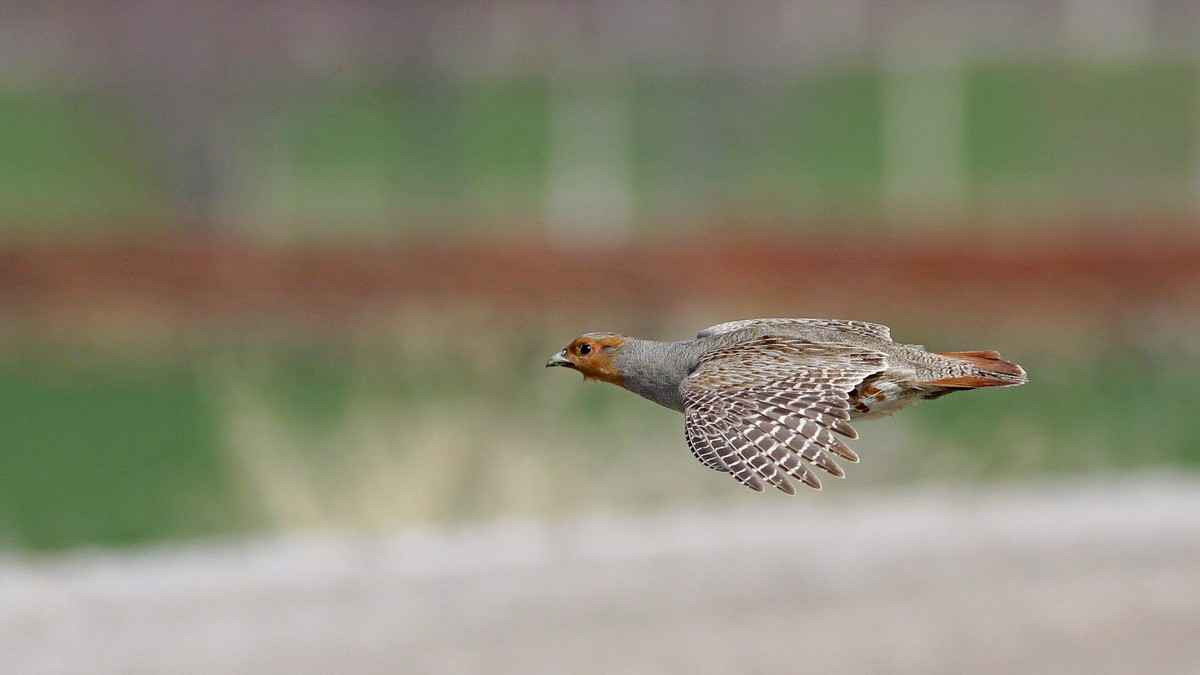 Gray Partridge