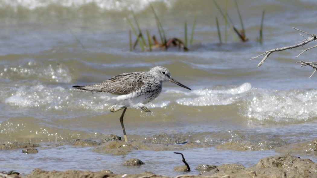 Common Greenshank