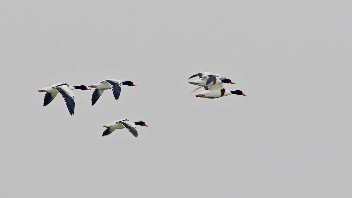 Common Shelduck