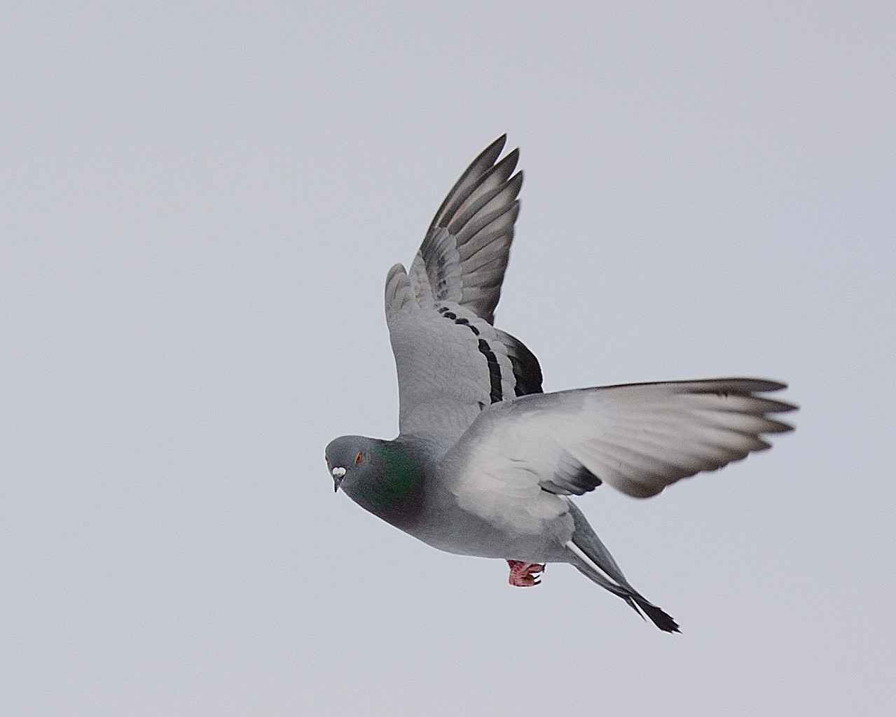 Rock Pigeon