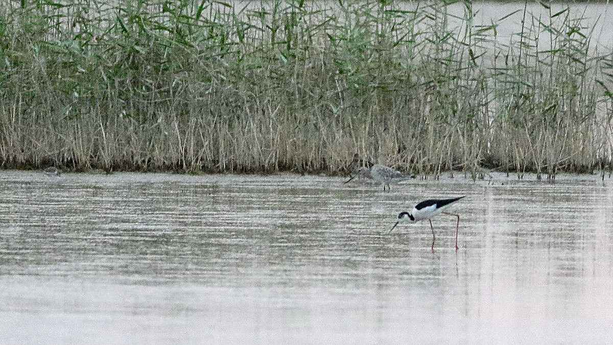 Bar-tailed Godwit