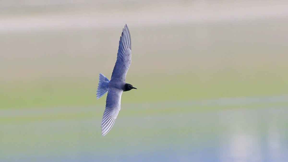 Black Tern